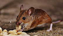 24 Hour & Emergency Exterminators in Conover, OH